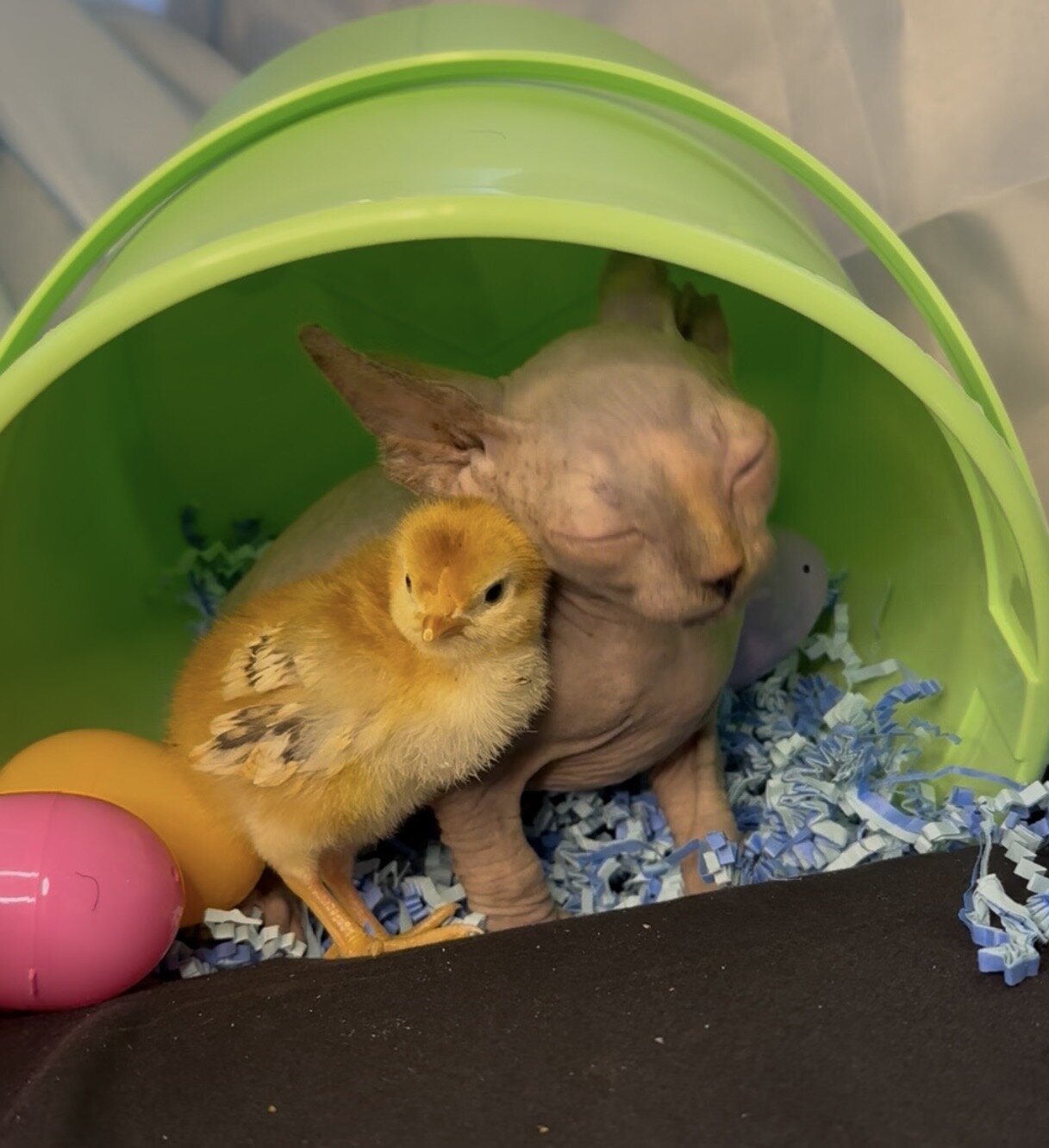 Sphynx kittens image 1
