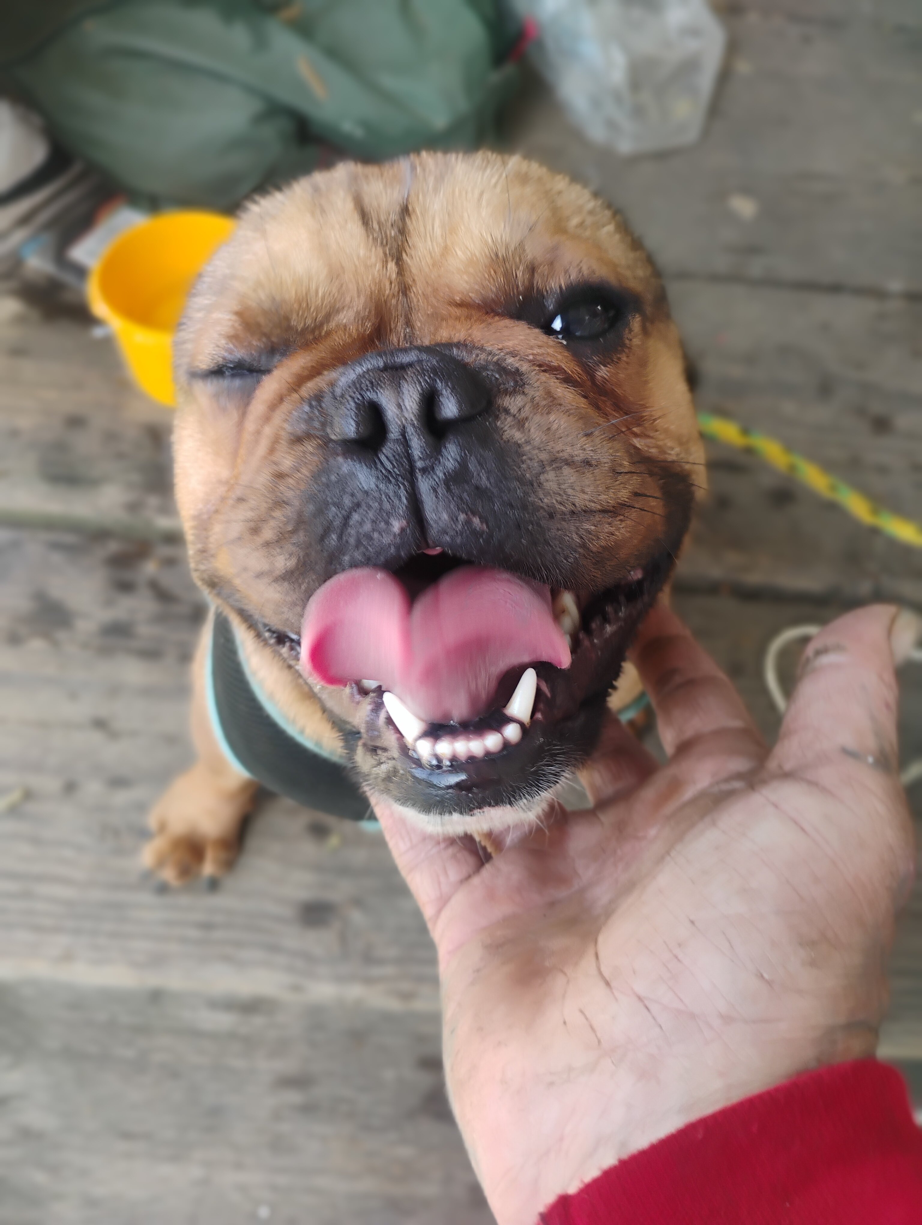 French bulldog image 2