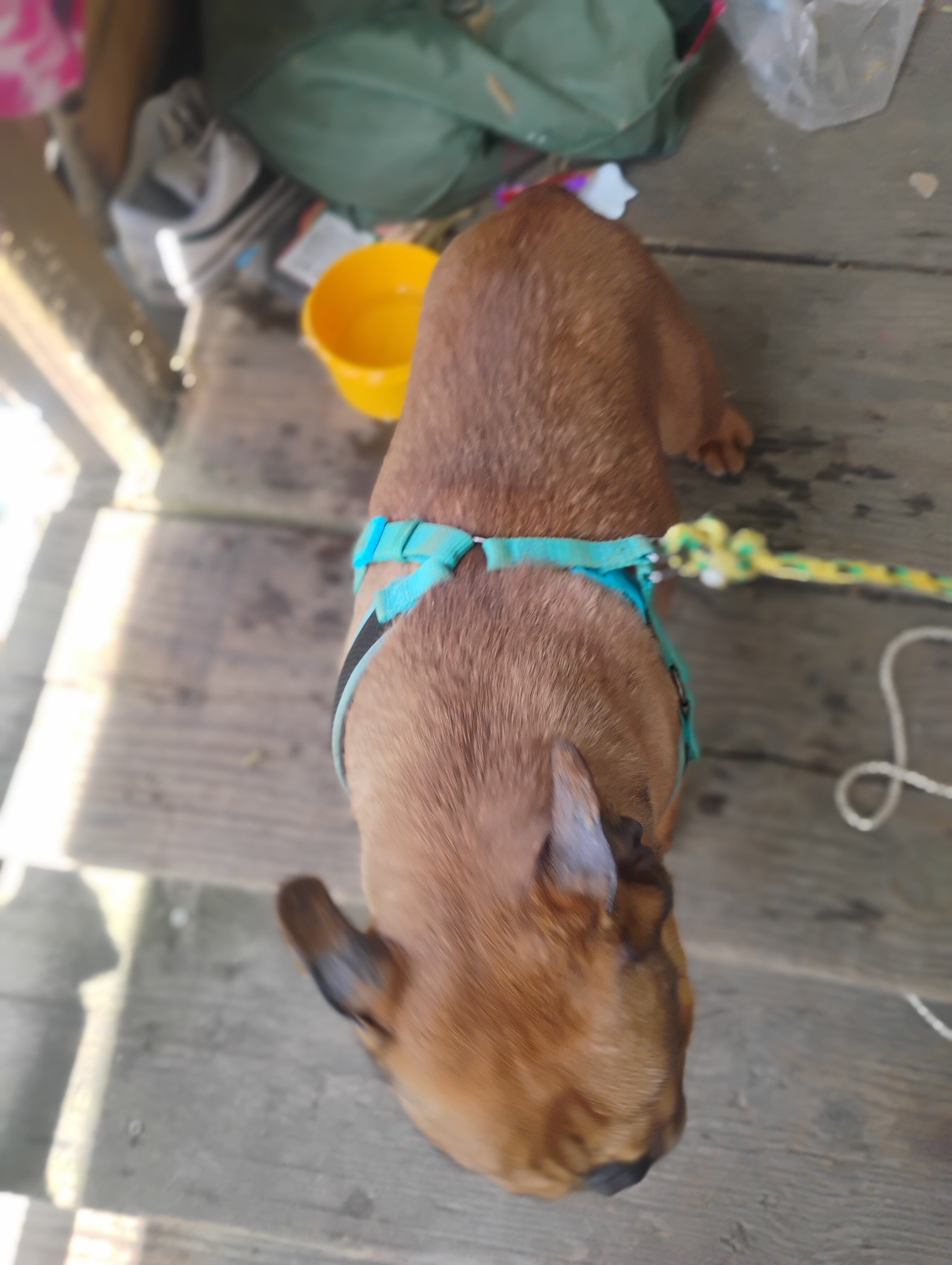 French bulldog image 3