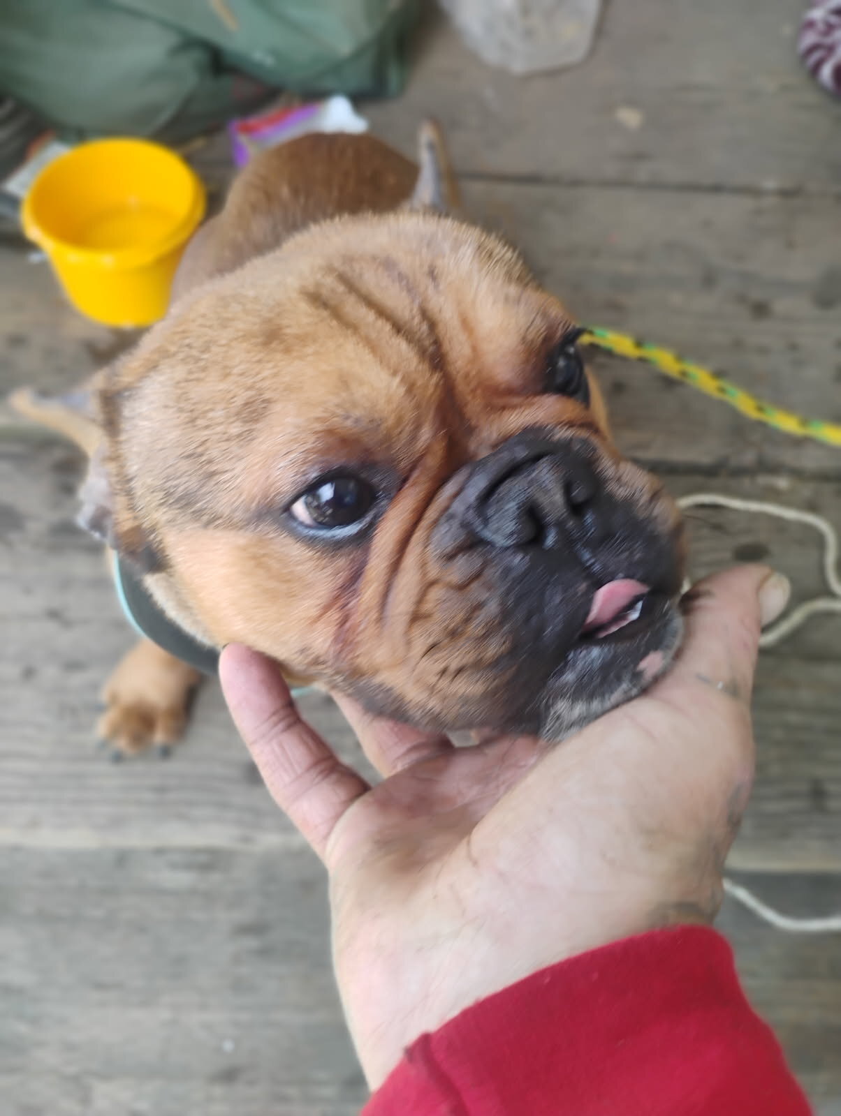 French bulldog image 4