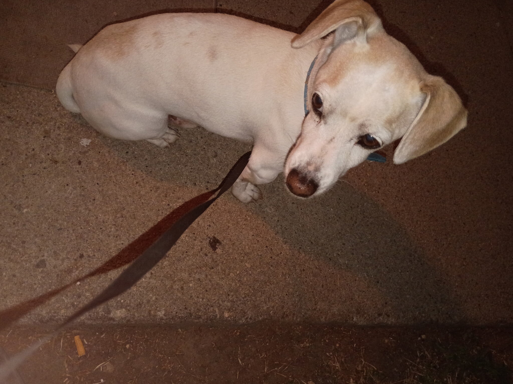 Pet/ Puppy image 1