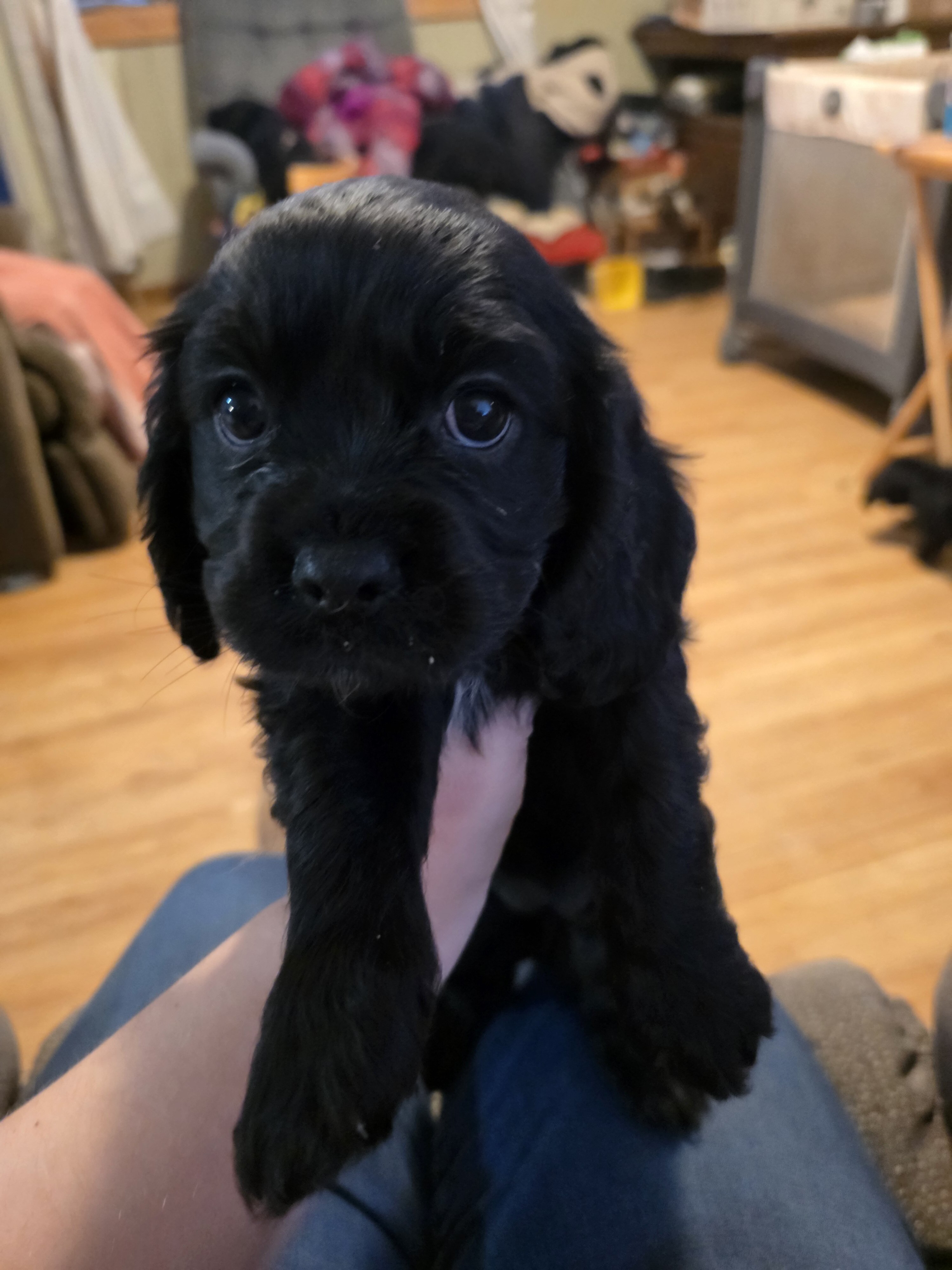 Cockalier Puppies image 3