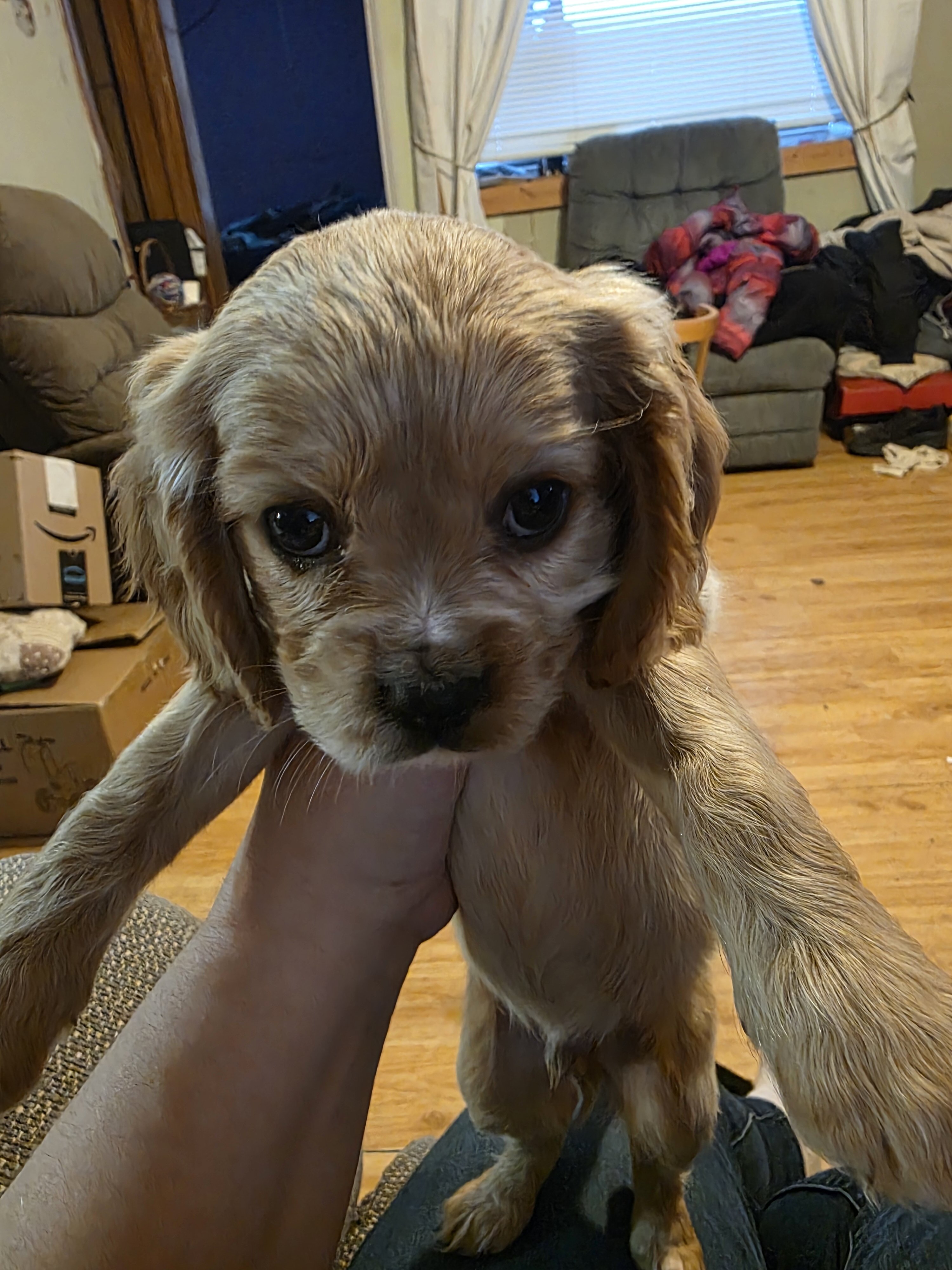 Cockalier Puppies image 5
