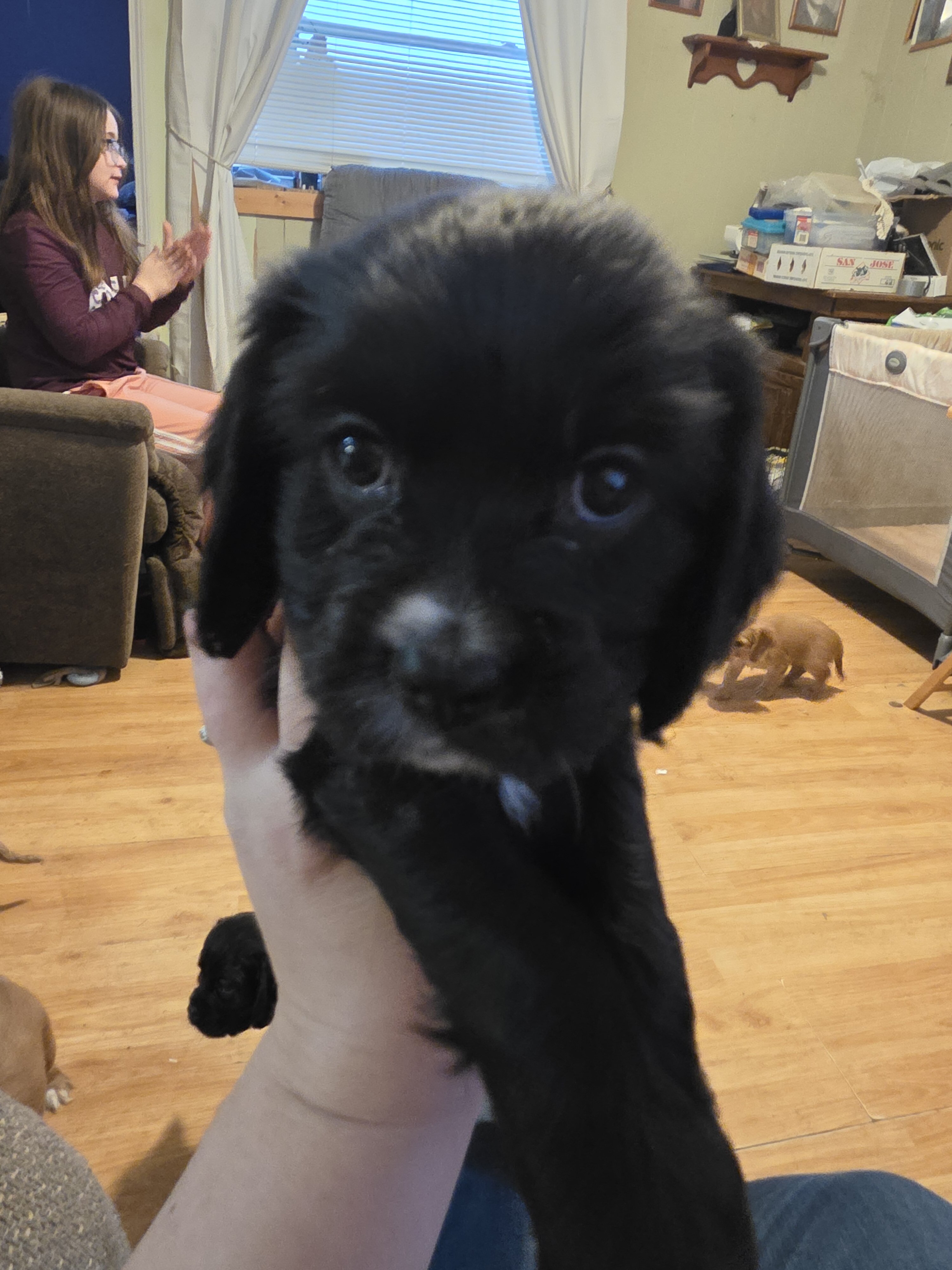 Cockalier Puppies image 4