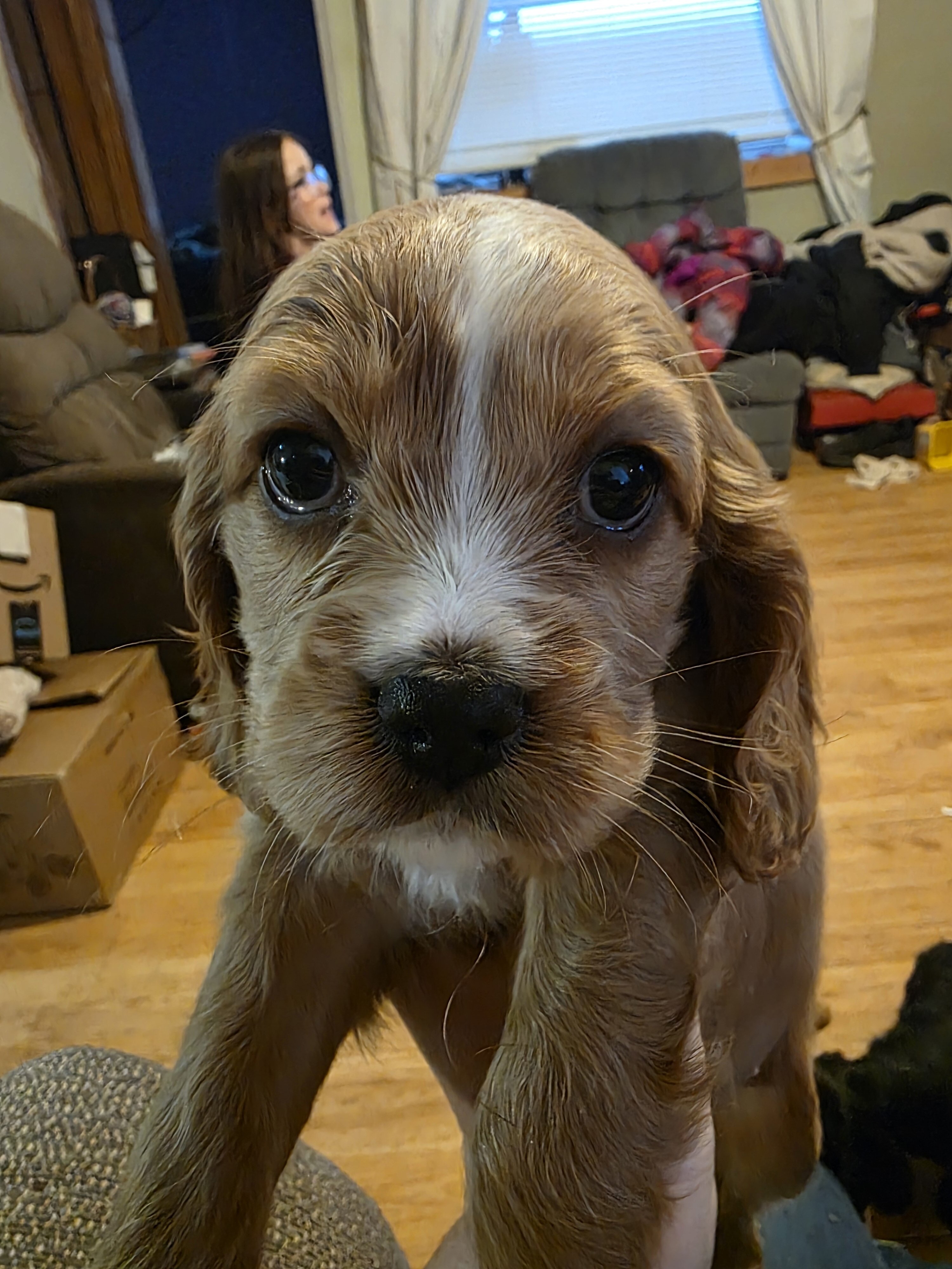 Cockalier Puppies image 2