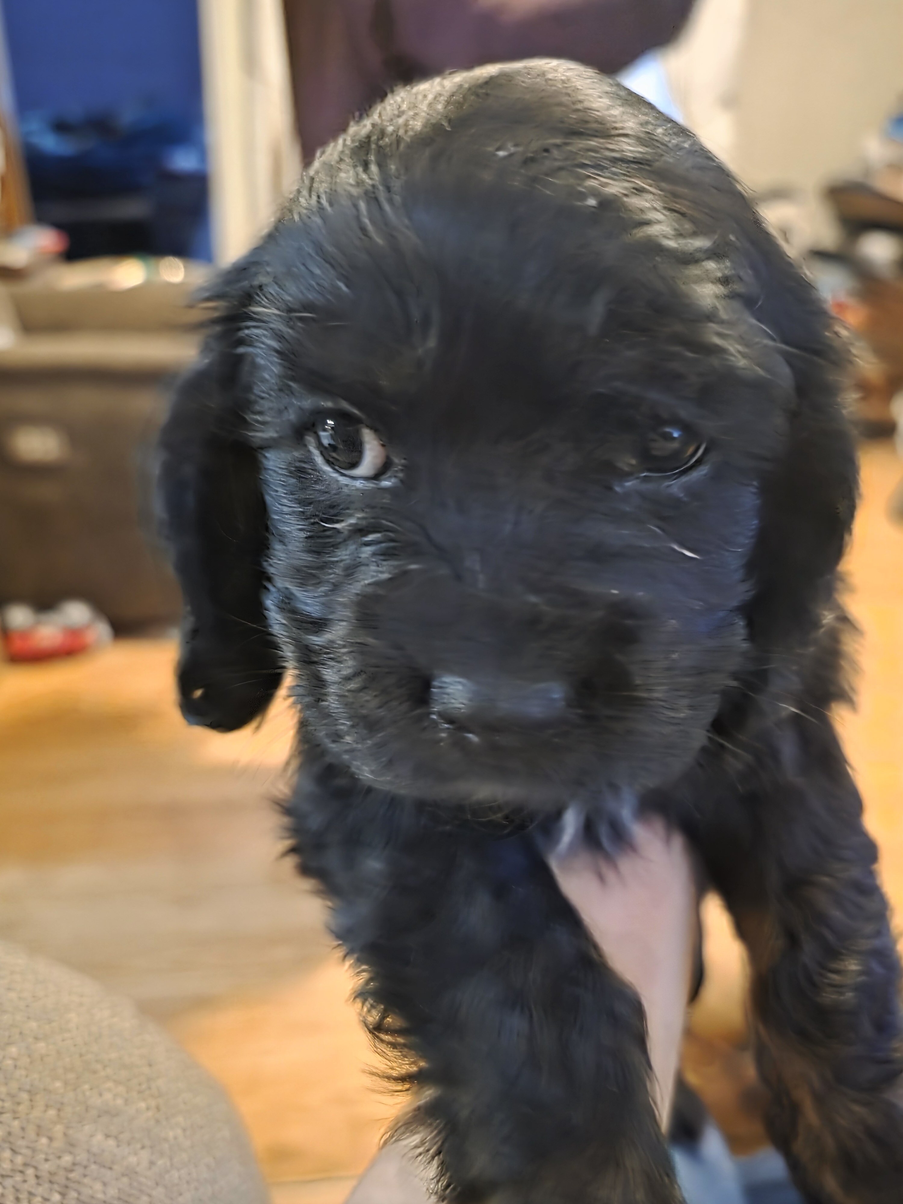 Cockalier Puppies image 1
