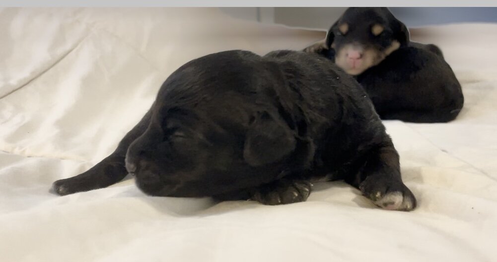 Mini Aussiedoodle image 2