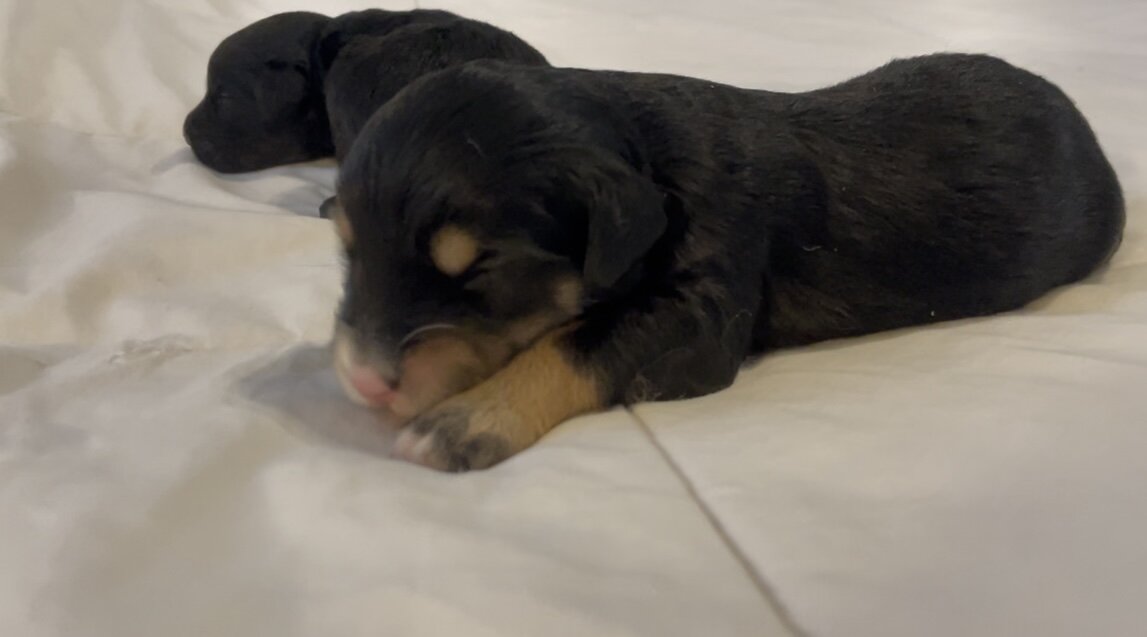 Male Mini Aussiedoodle image 2