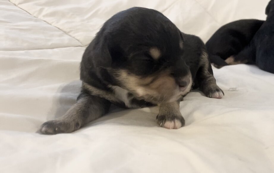 Female mini Aussiedoodle image 2