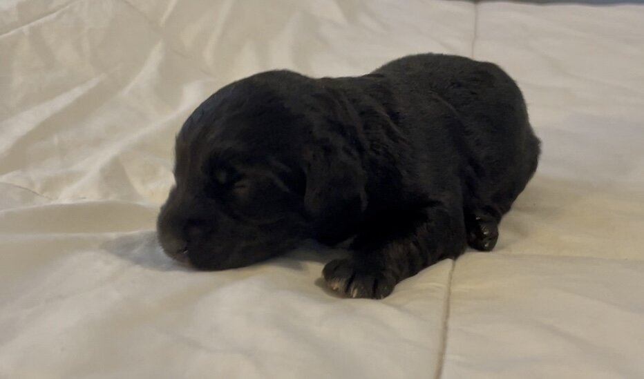 Mini Aussiedoodle female image 2