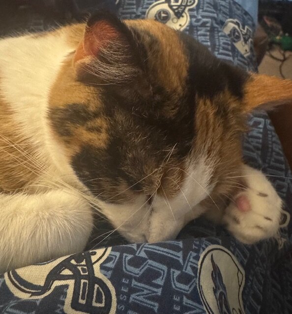 Cat image 2