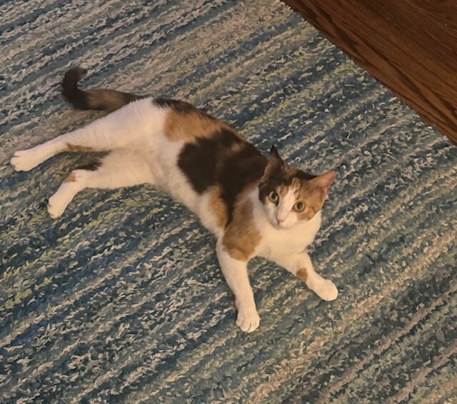 Cat image 4