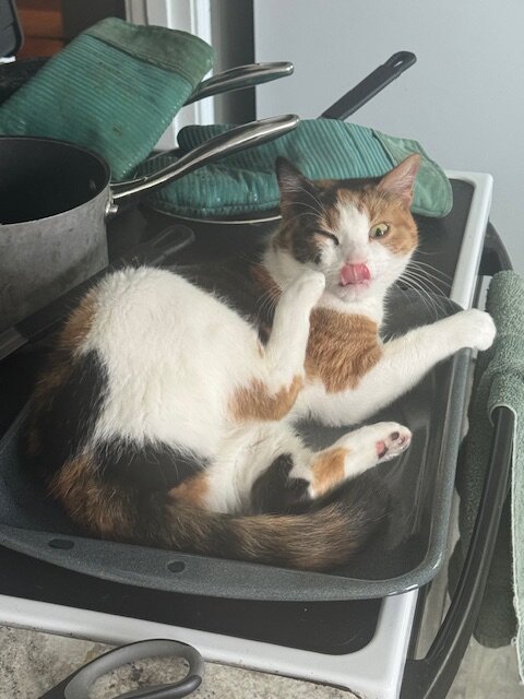 Cat image 3