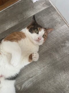 Cat image 5