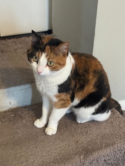 Cat image 1