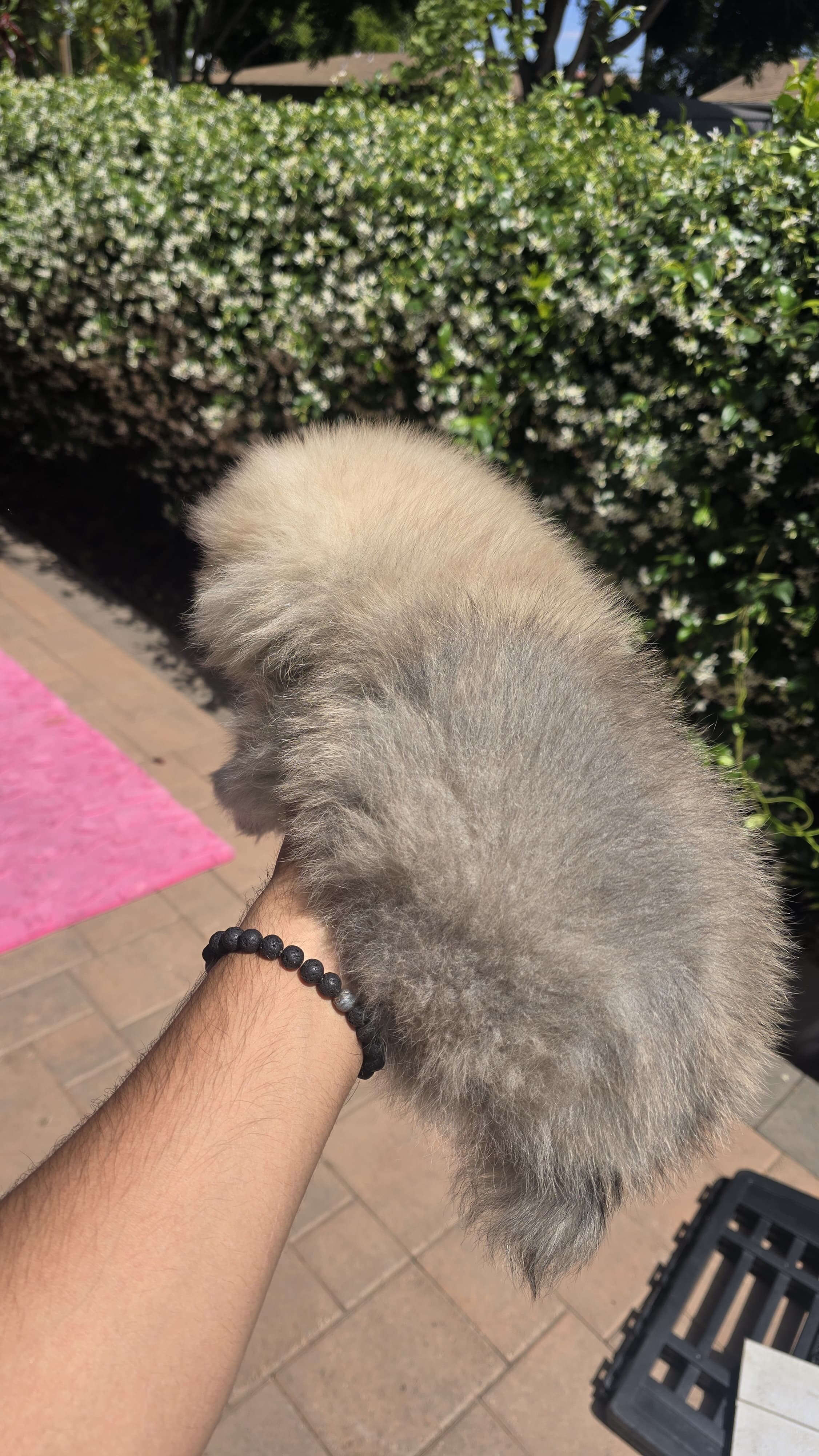 Male Pomeranian image 4