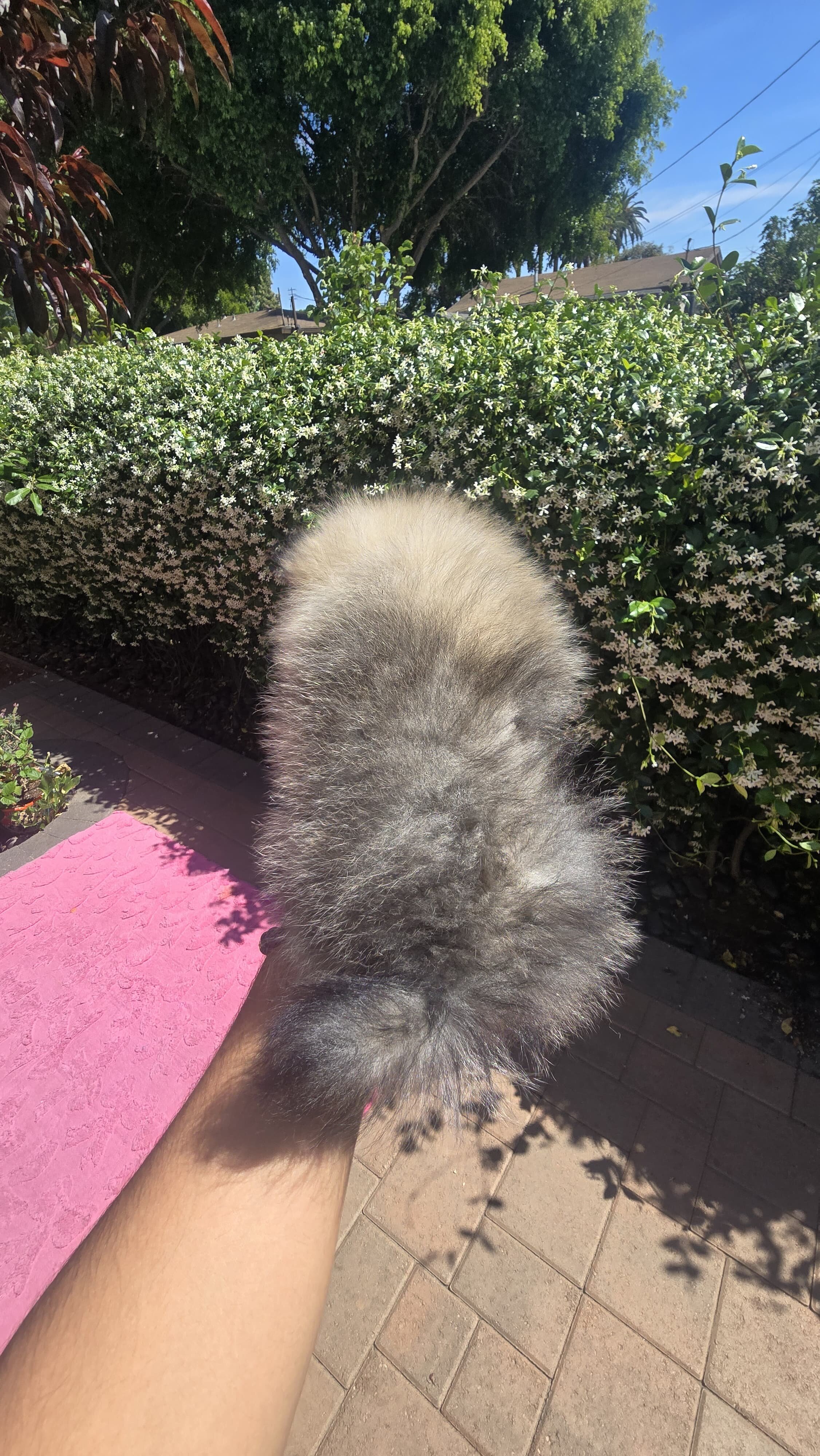 Male Pomeranian image 2