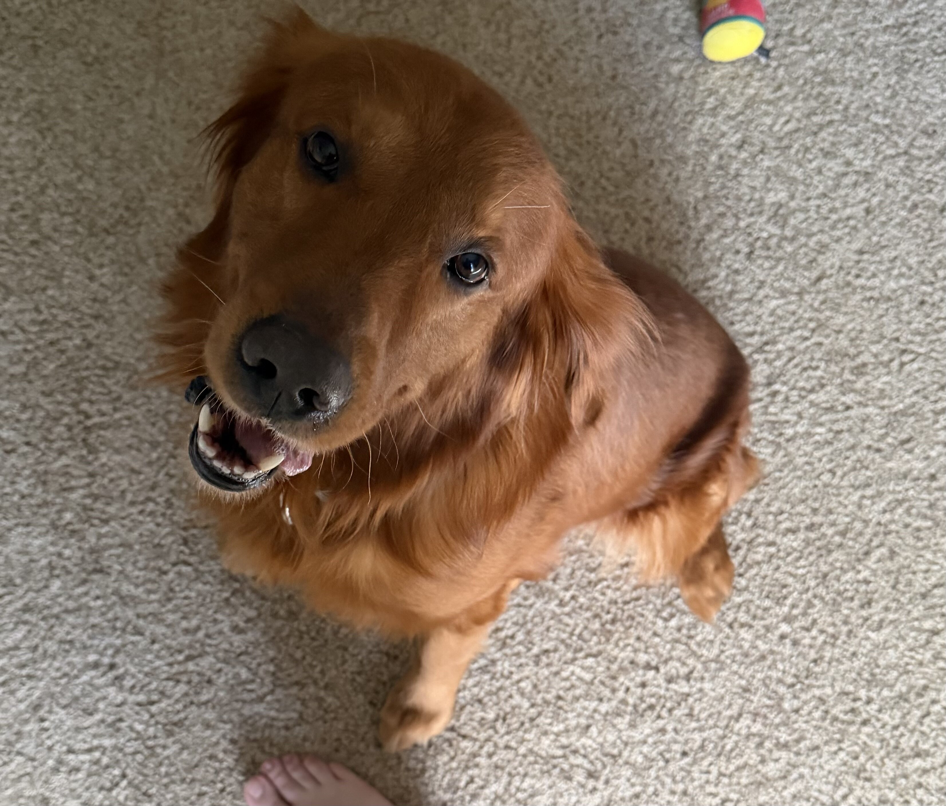 AKC male golden retriever image 1