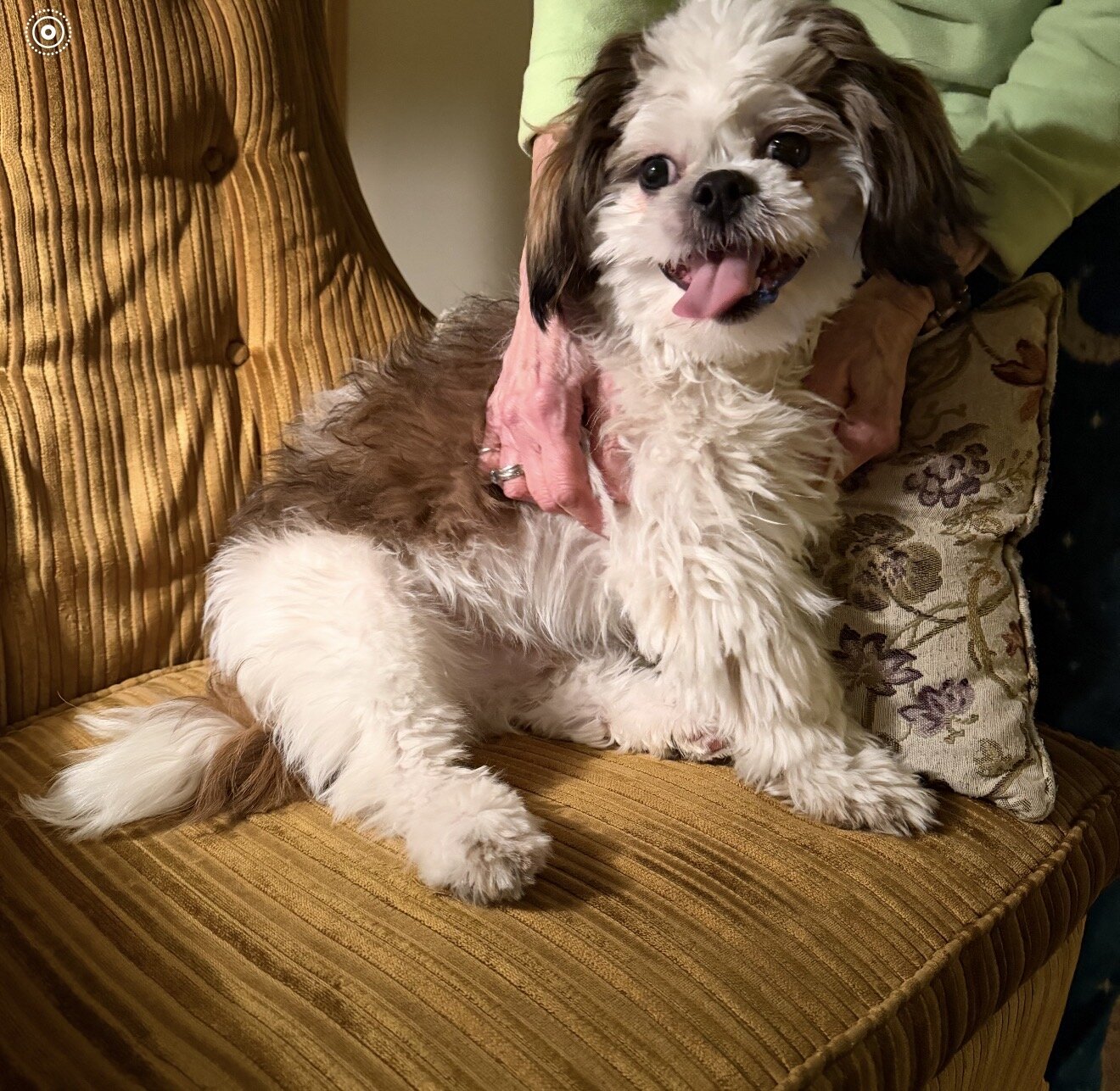 10 month old shih-tzu image 1
