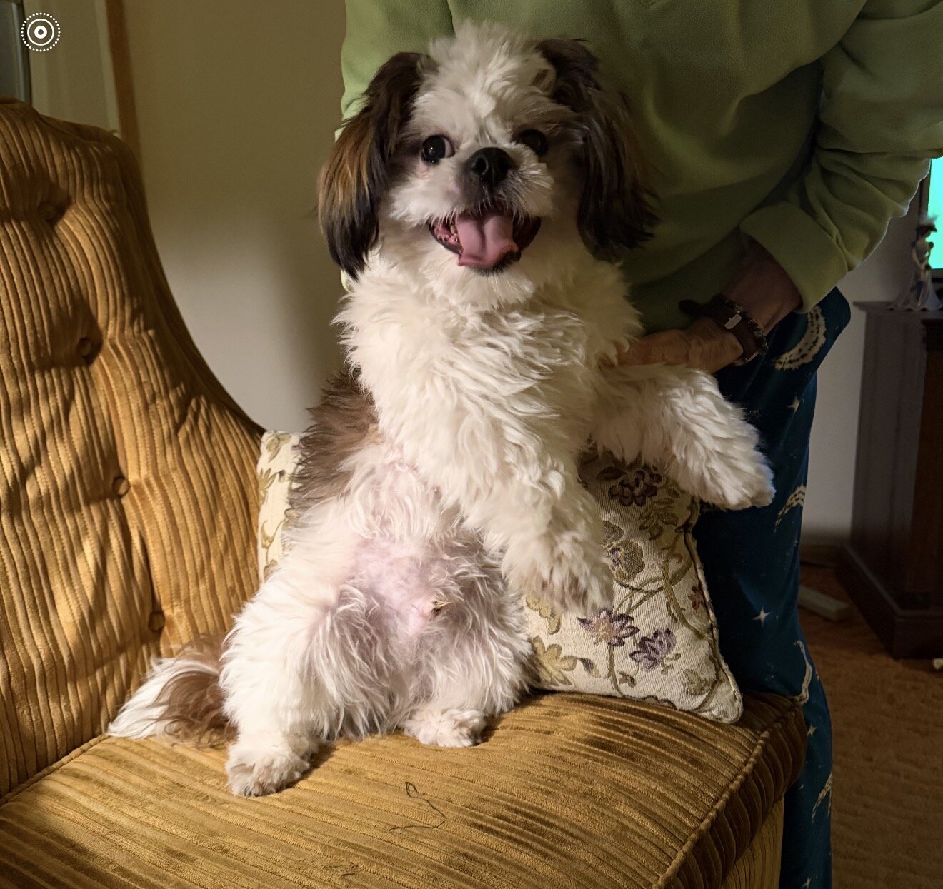 10 month old shih-tzu image 2