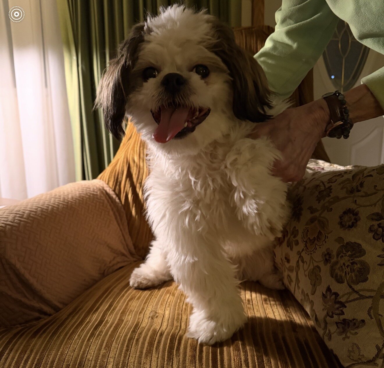 10 month old shih-tzu image 3