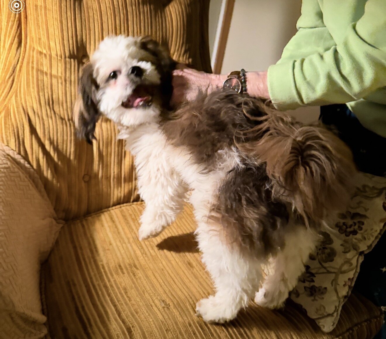 10 month old shih-tzu image 4