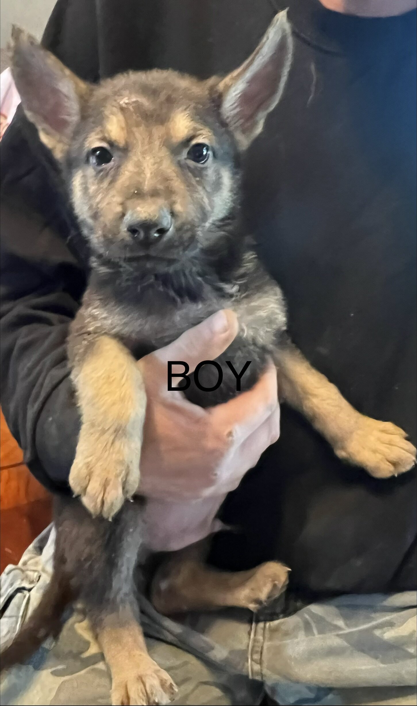 German shepherd puppies image 2