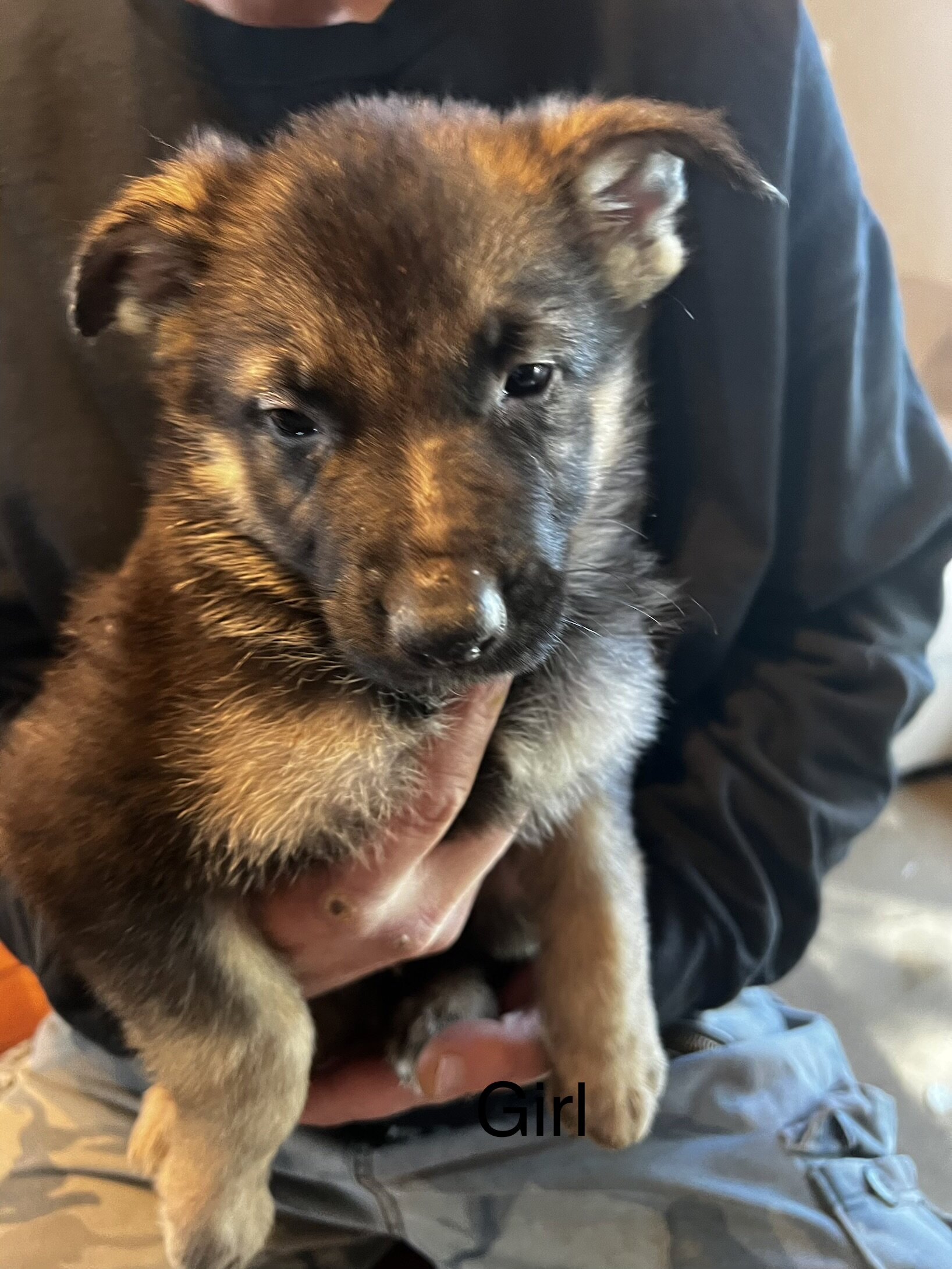 German shepherd puppies image 1