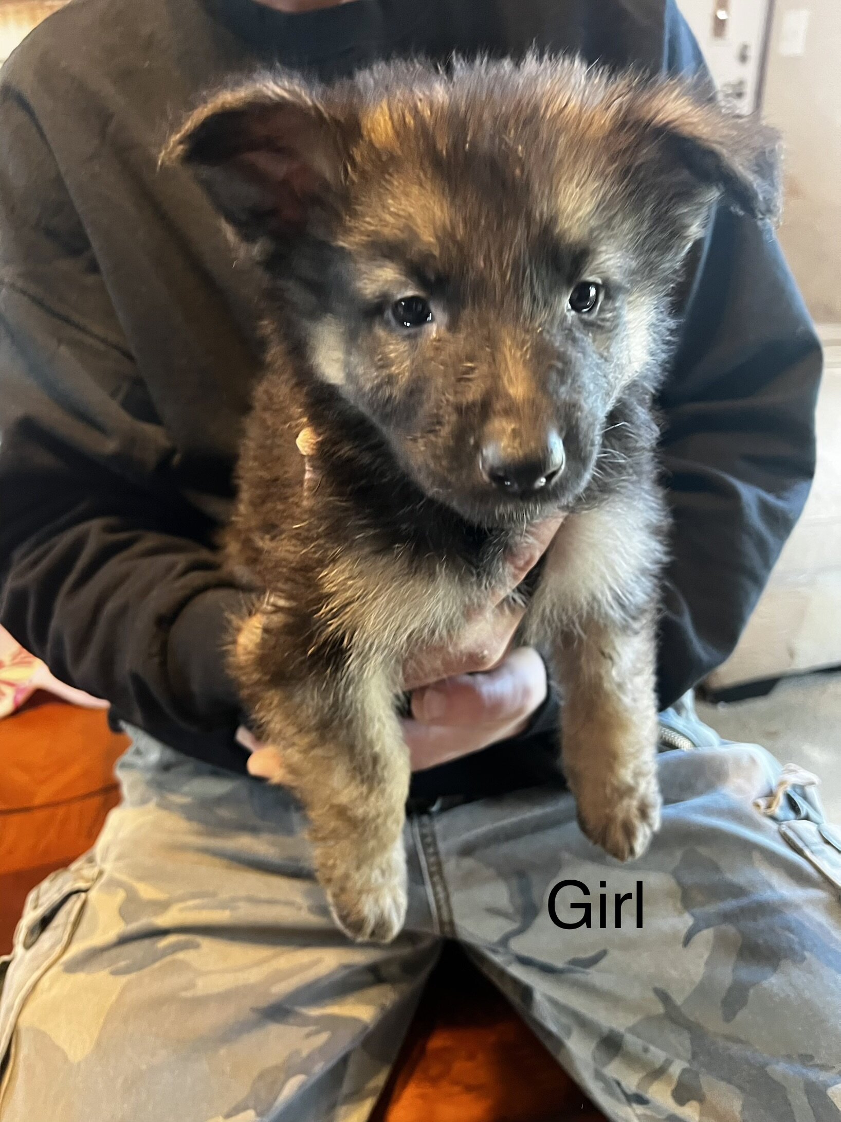 German shepherd puppies image 3