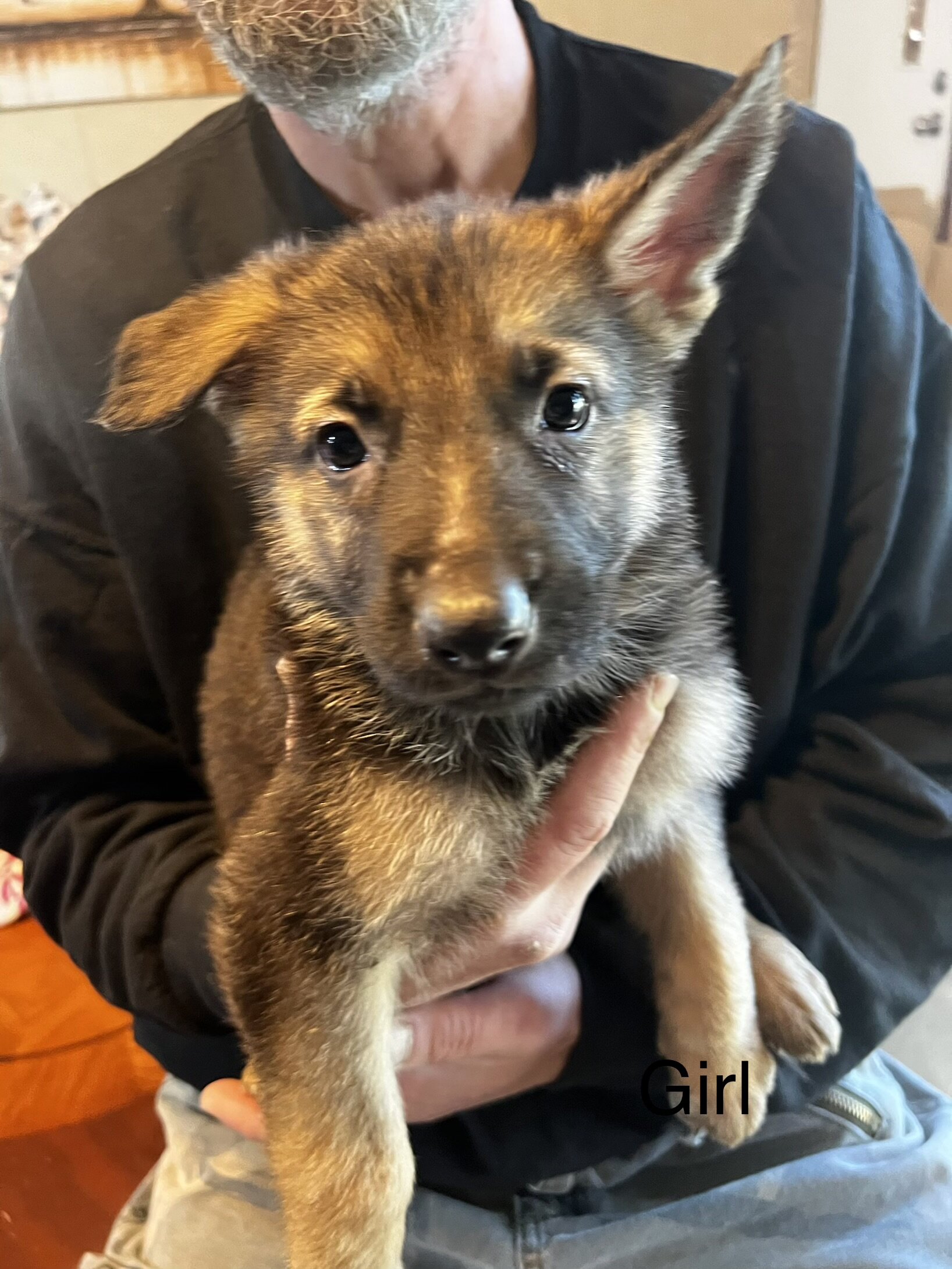 German shepherd puppies image 4