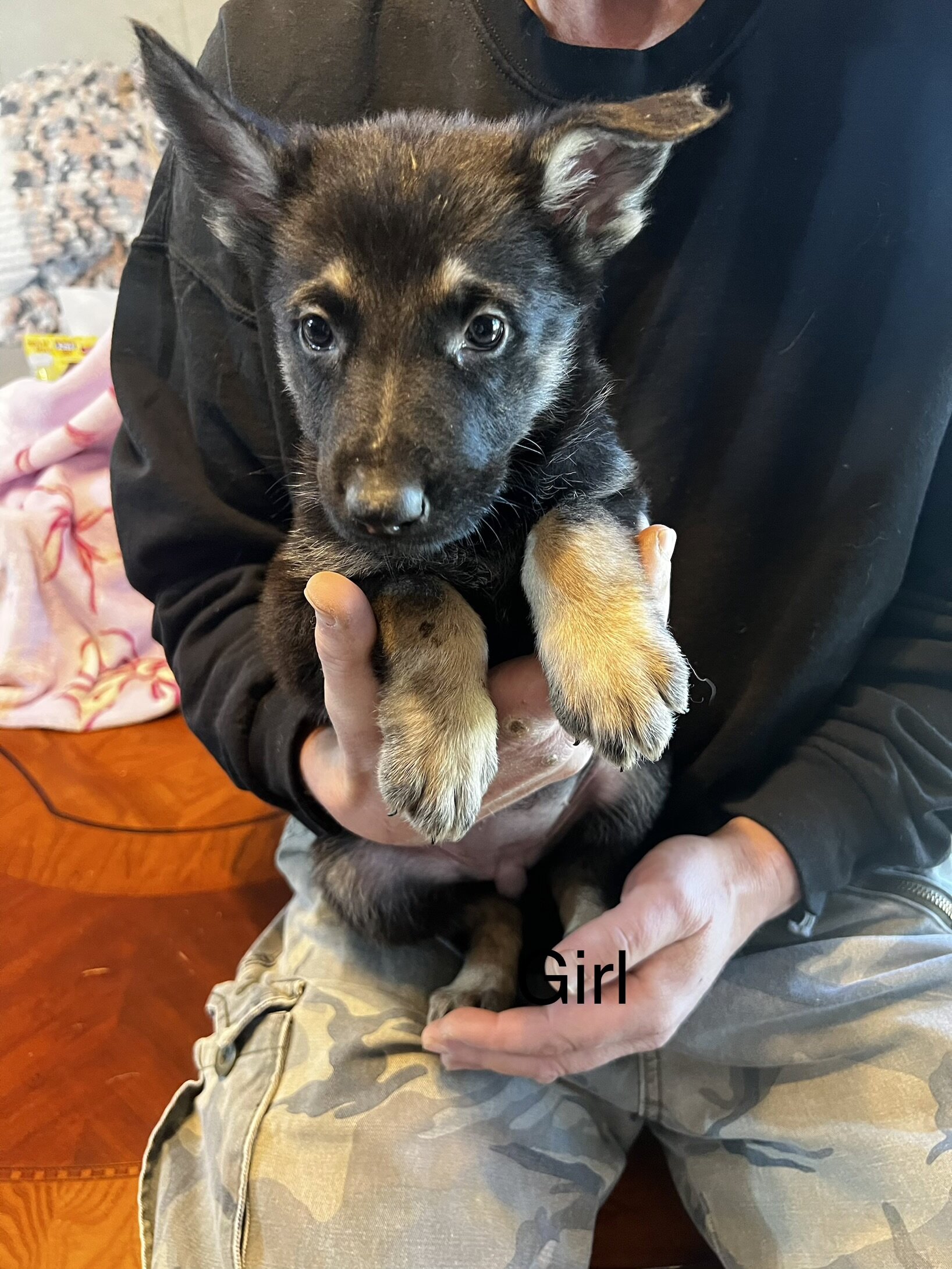 German shepherd puppies image 5
