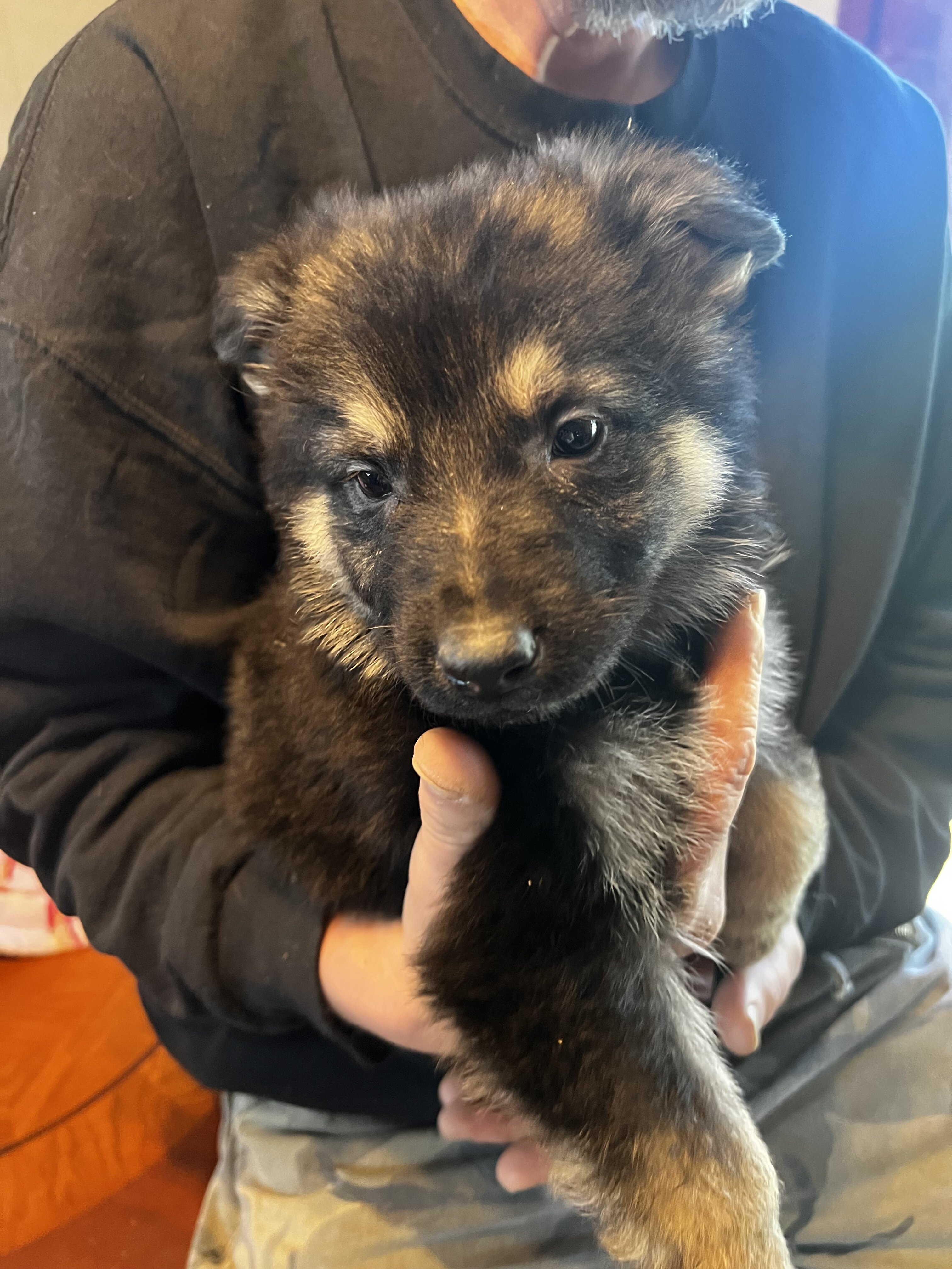 German shepherd puppies image 6