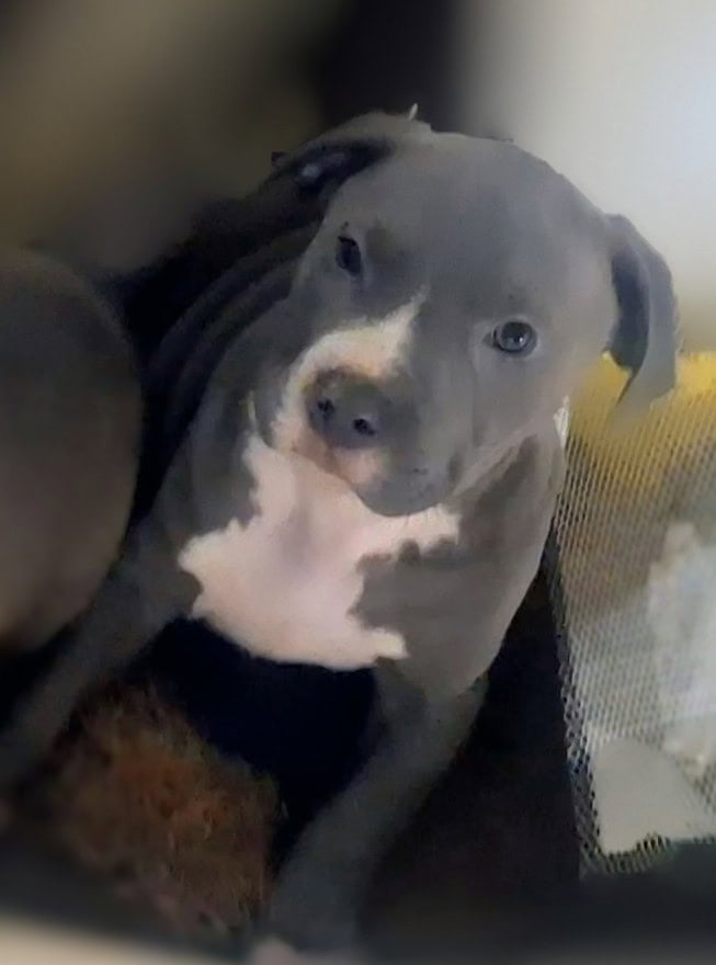 🐾 Gorgeous Blue Nose Puppies! image 5