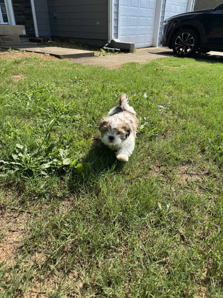 Adorable Shih Tzu Puppy image 2