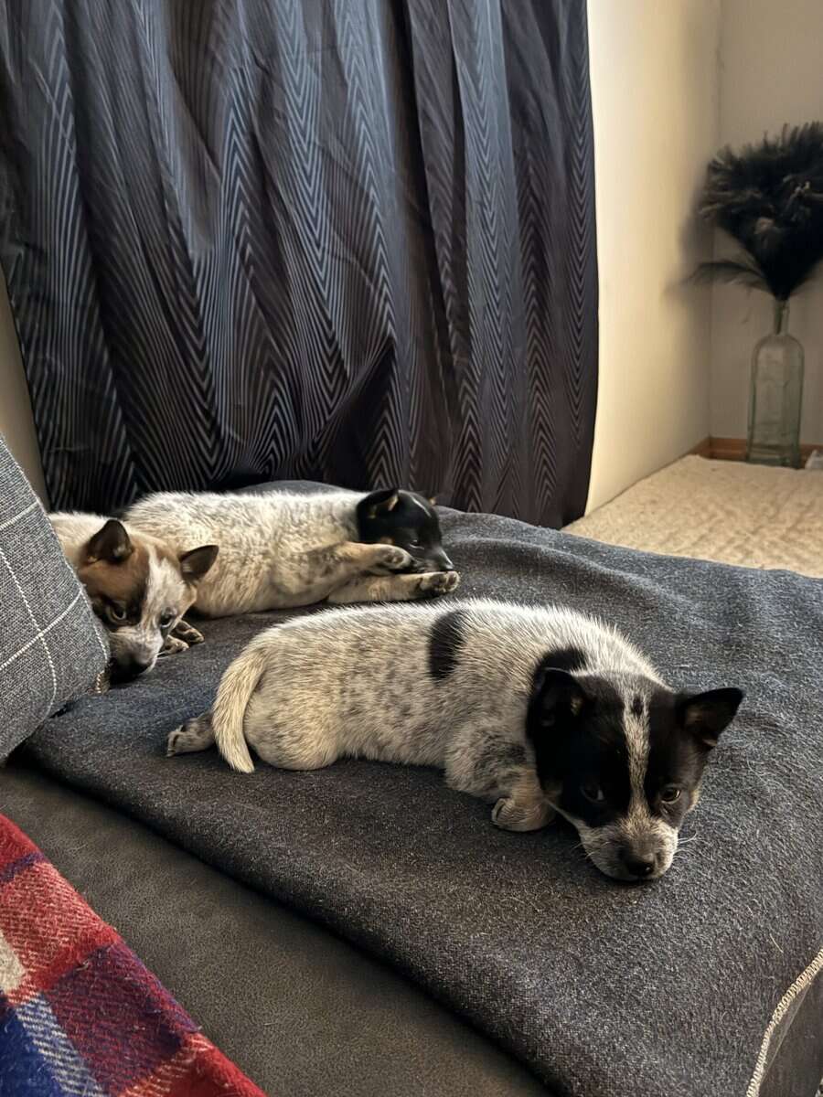 Shiba Inu / Blue Heeler Puppies image 4