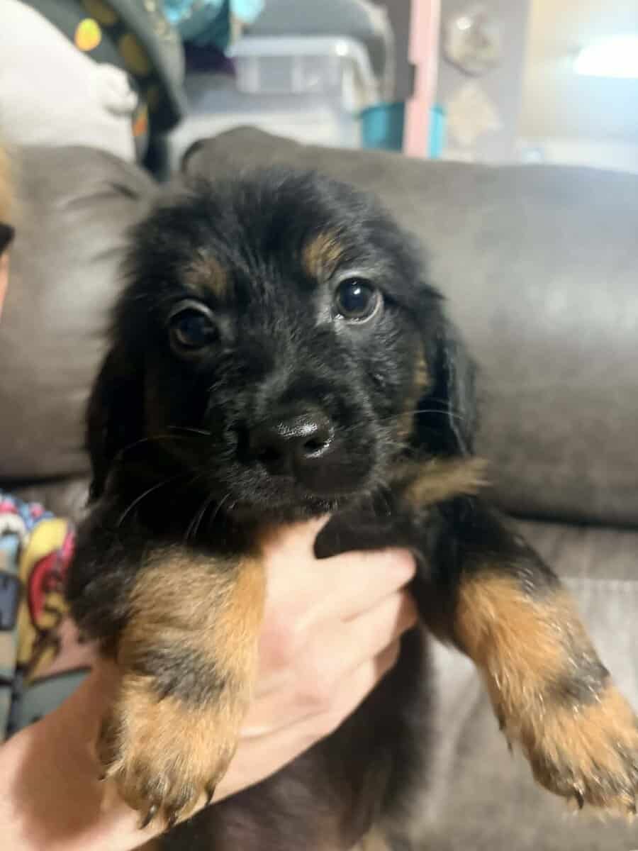 Adorable Male Chiweenie puppy 🐶 (Last One) image 2