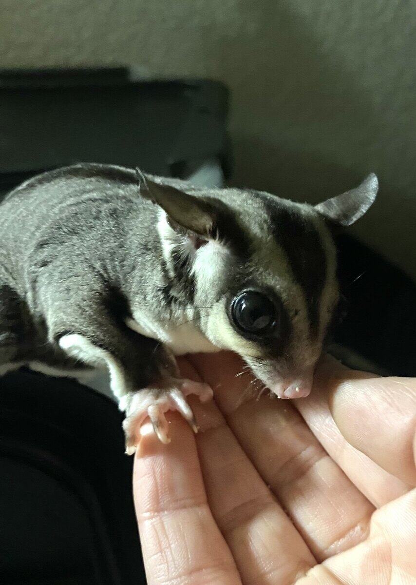 New home needed for Sugar glider image 2