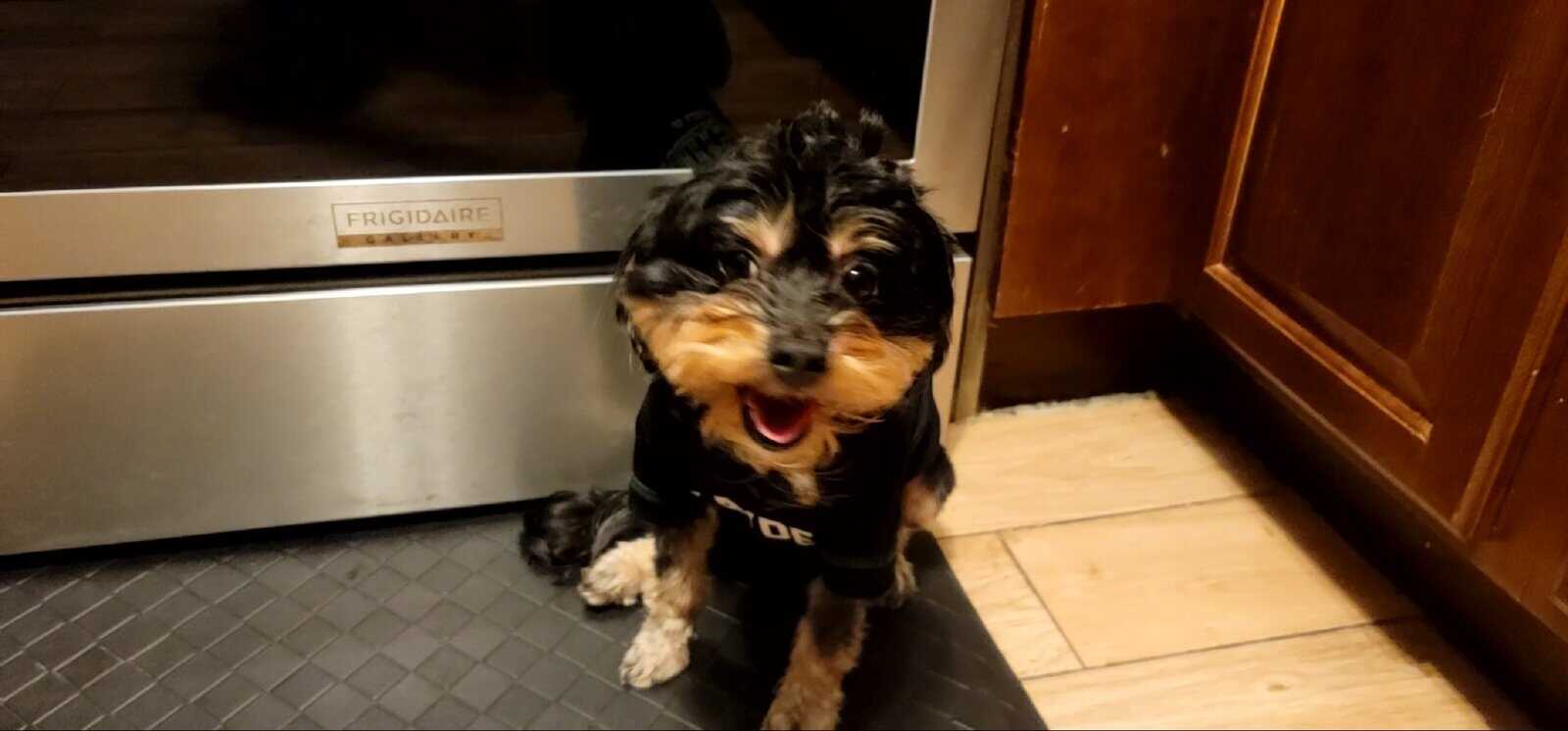 Loving Dog Needs a Family image 5
