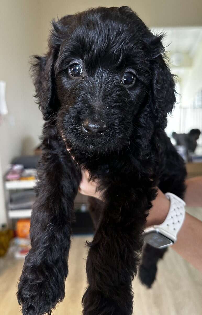 F1b Borderdoodle puppies image 1