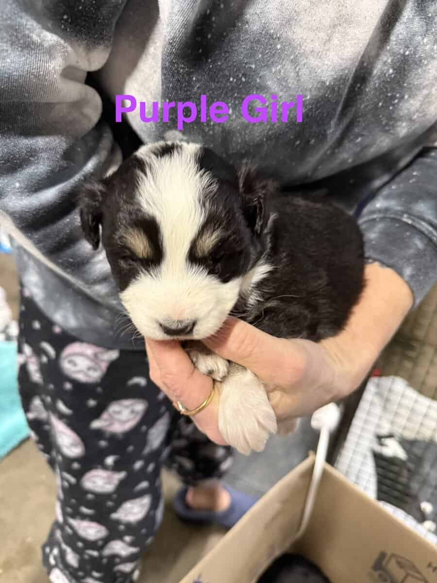 Aussie / Border Collie image 2