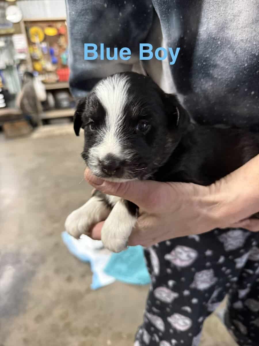 Aussie / Border Collie image 4