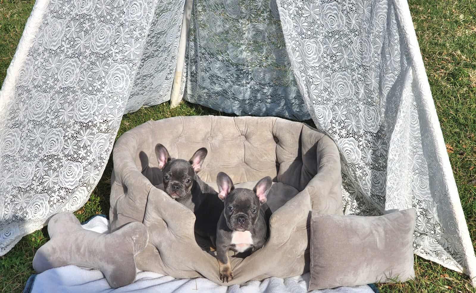 2 Female AKC French Bulldogs image 5