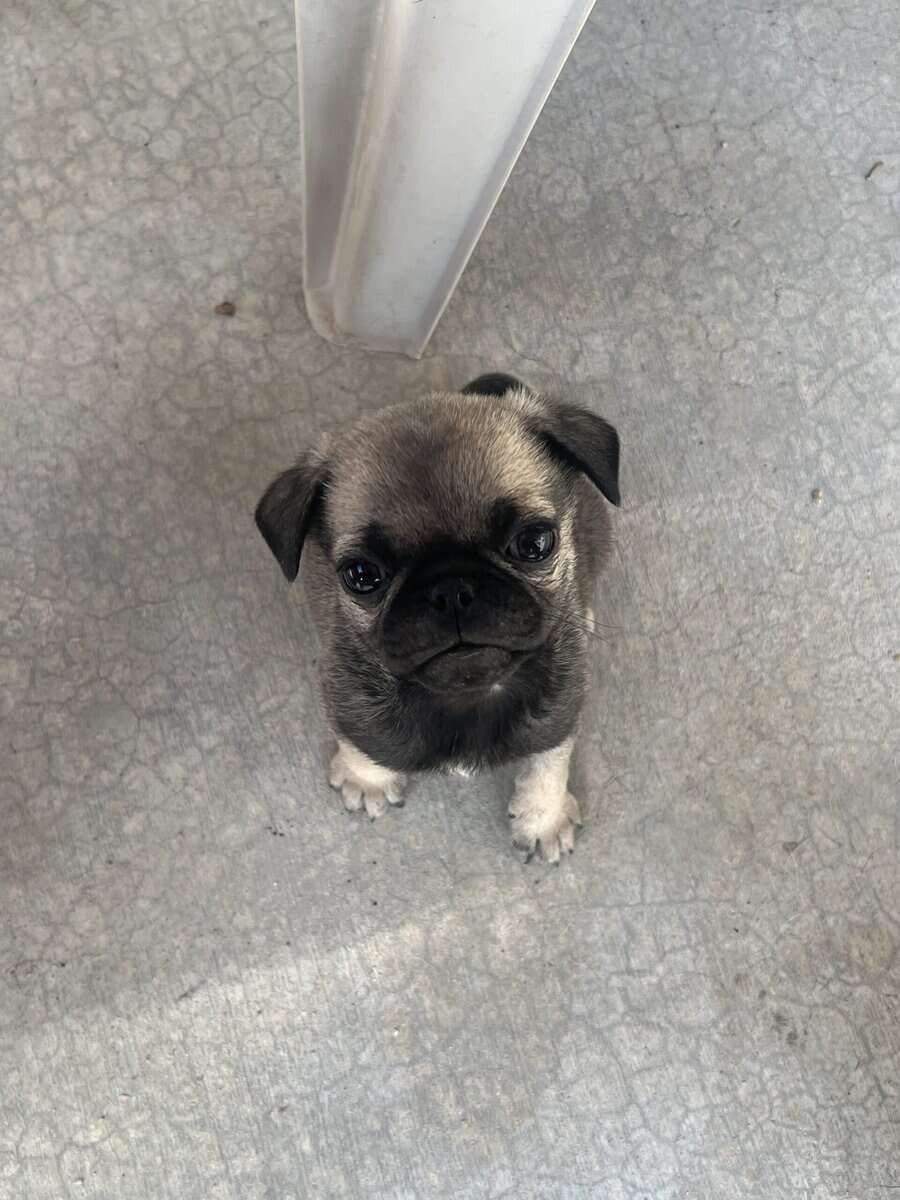 Pug puppy male image 2