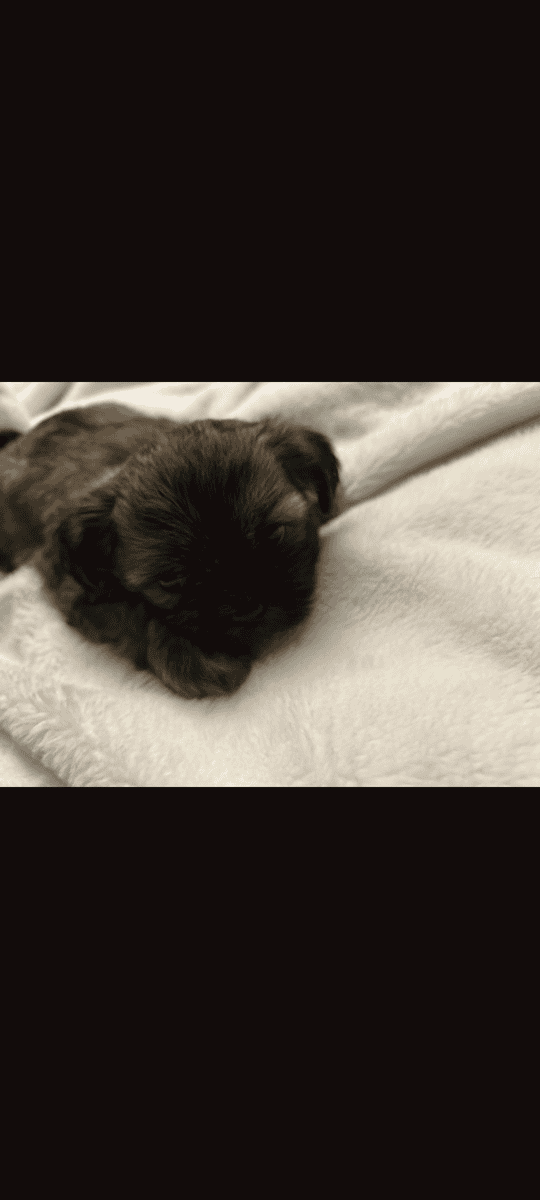 Storm (Male) image 1