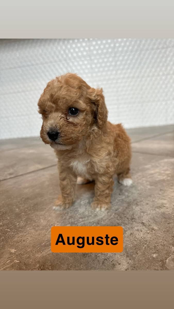 Miniature Poodle Puppies image 5