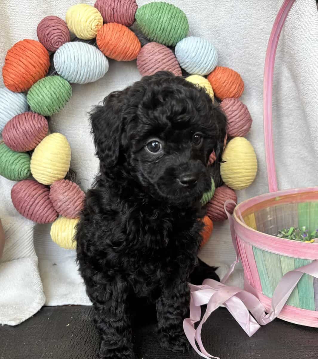 Playful lovin Shihpoo image 1