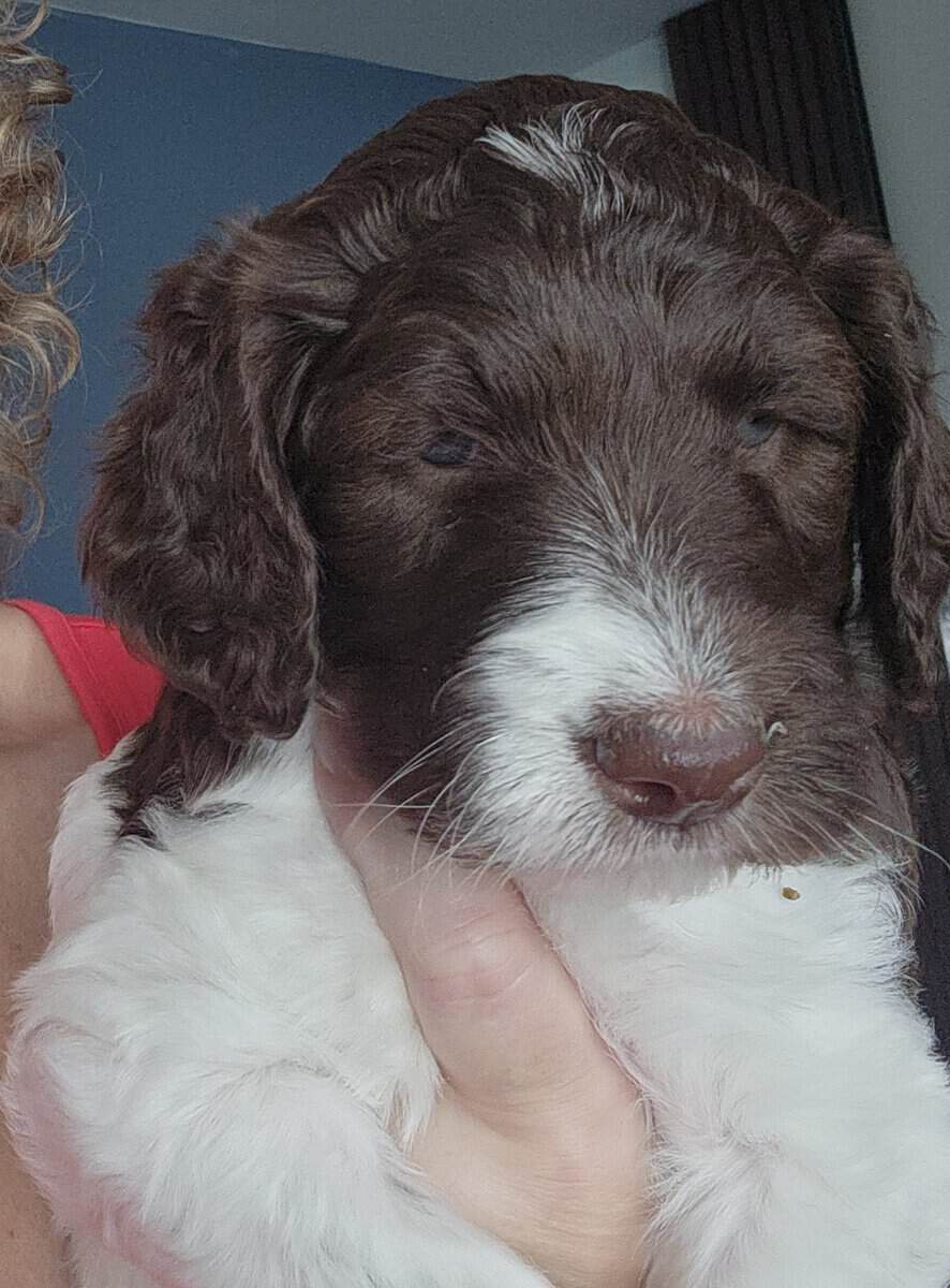 Labradoodle F1b puppies image 7