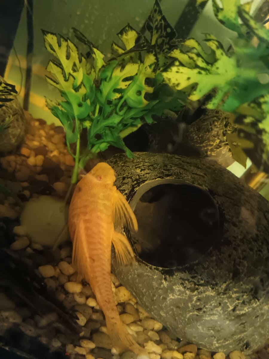 Bristlenose plecos image 1