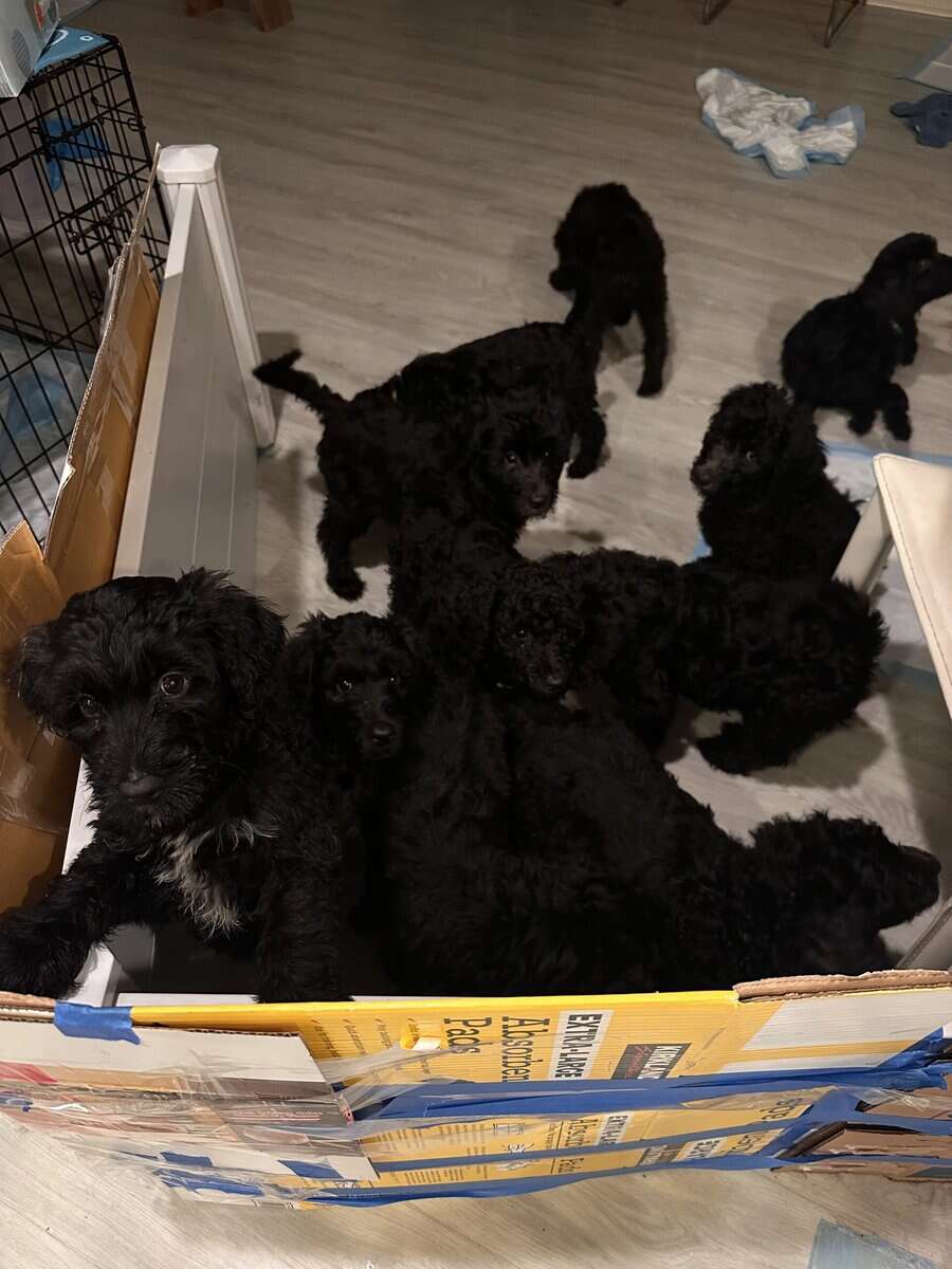 F1b Borderdoodle puppies image 3