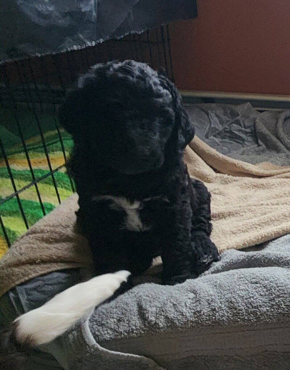 Labradoodle F1b puppies image 15